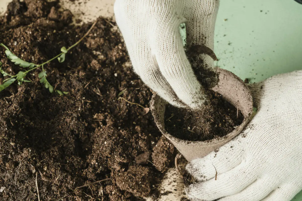 Ce se plantează în septembrie și octombrie: Cum să îți pregătești grădina folosind compost